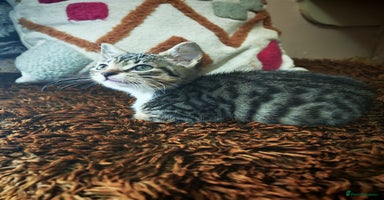 Mixed Breed cats - Advert 7
