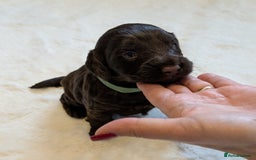 Cockapoo dogs for sale: F1 Cockapoo Chocolate Puppies - Image 6