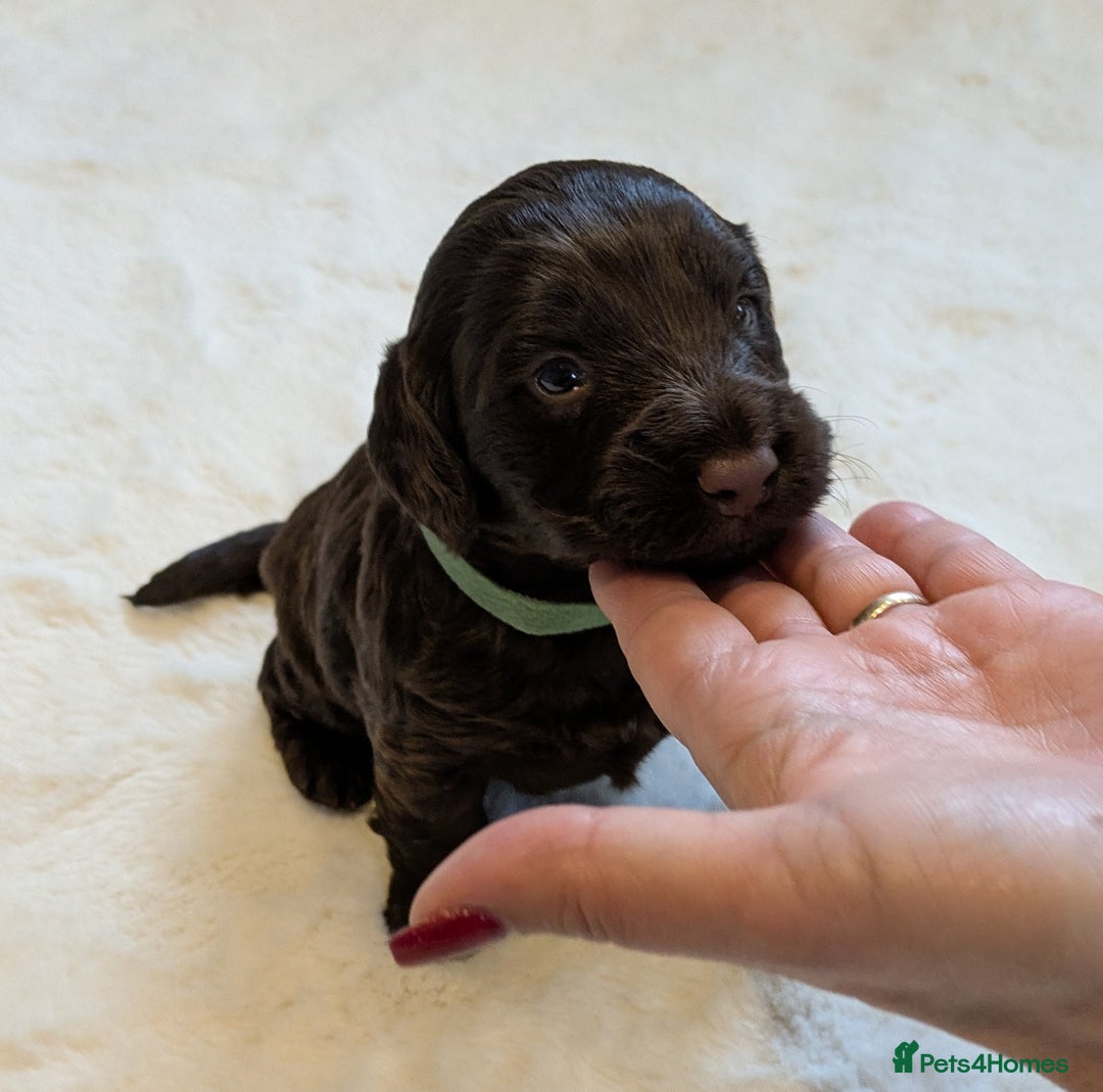 Cockapoo dogs for sale: F1 Cockapoo Chocolate Puppies - Image 6