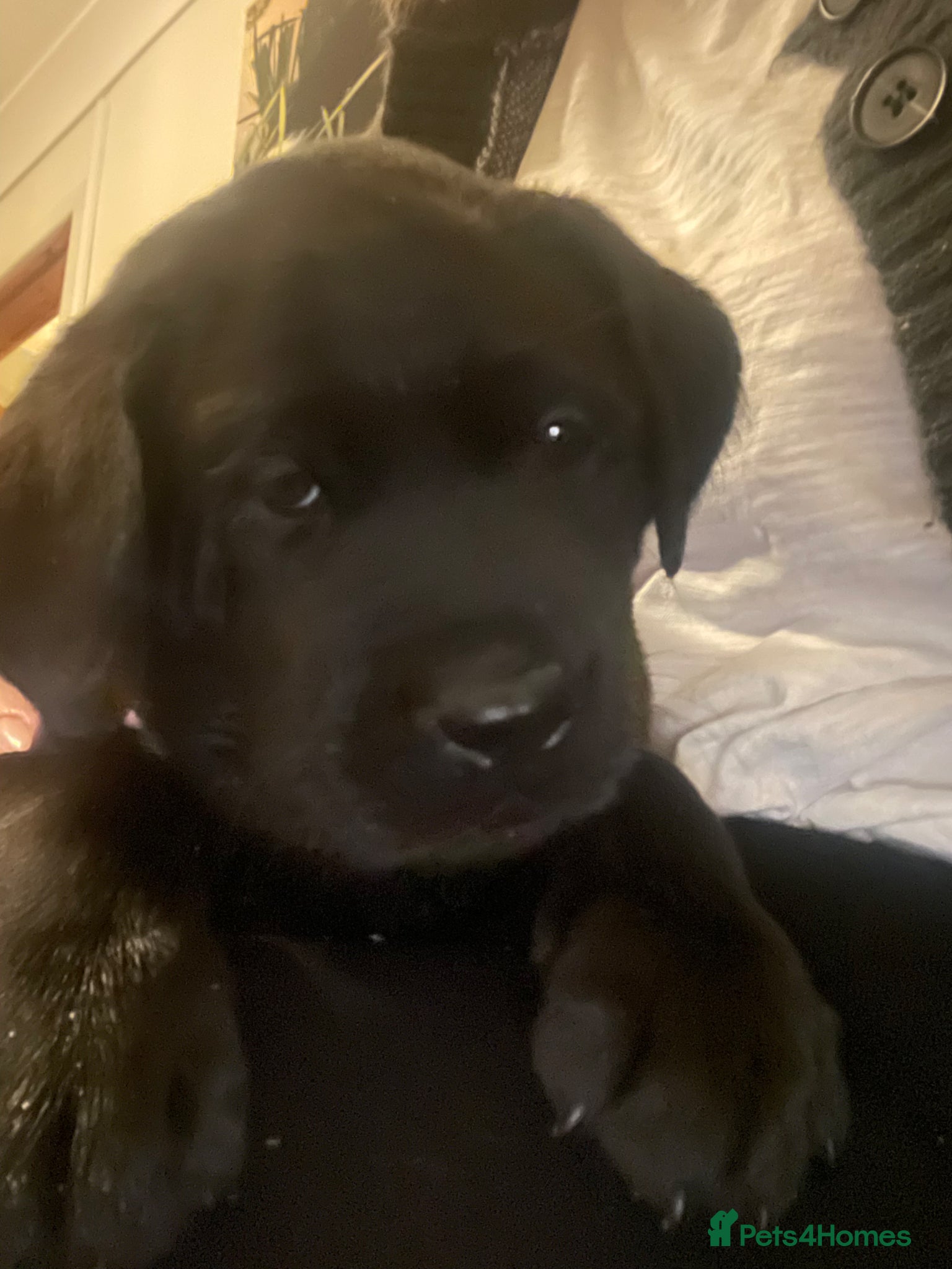Labrador Retriever dogs Last Pedigree black boy Labrador available  - Advert 16
