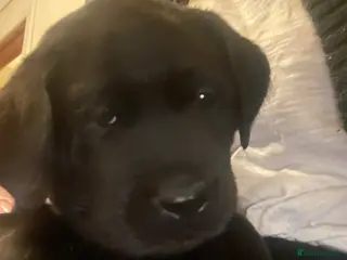 Labrador Retriever dogs Last Pedigree black boy Labrador available - Advert 16