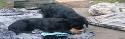 Mixed Breed dogs for sale: Last 3 gorgeous Cockapoo x Ready for new homes - Advert 7