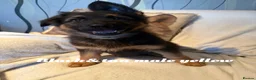 German Shepherd dogs for sale: GLENCONNER GERMAN SHEPHERDS  - Advert 20
