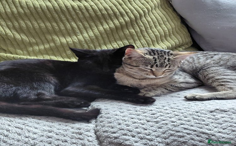 Domestic Shorthair cats - Advert 17