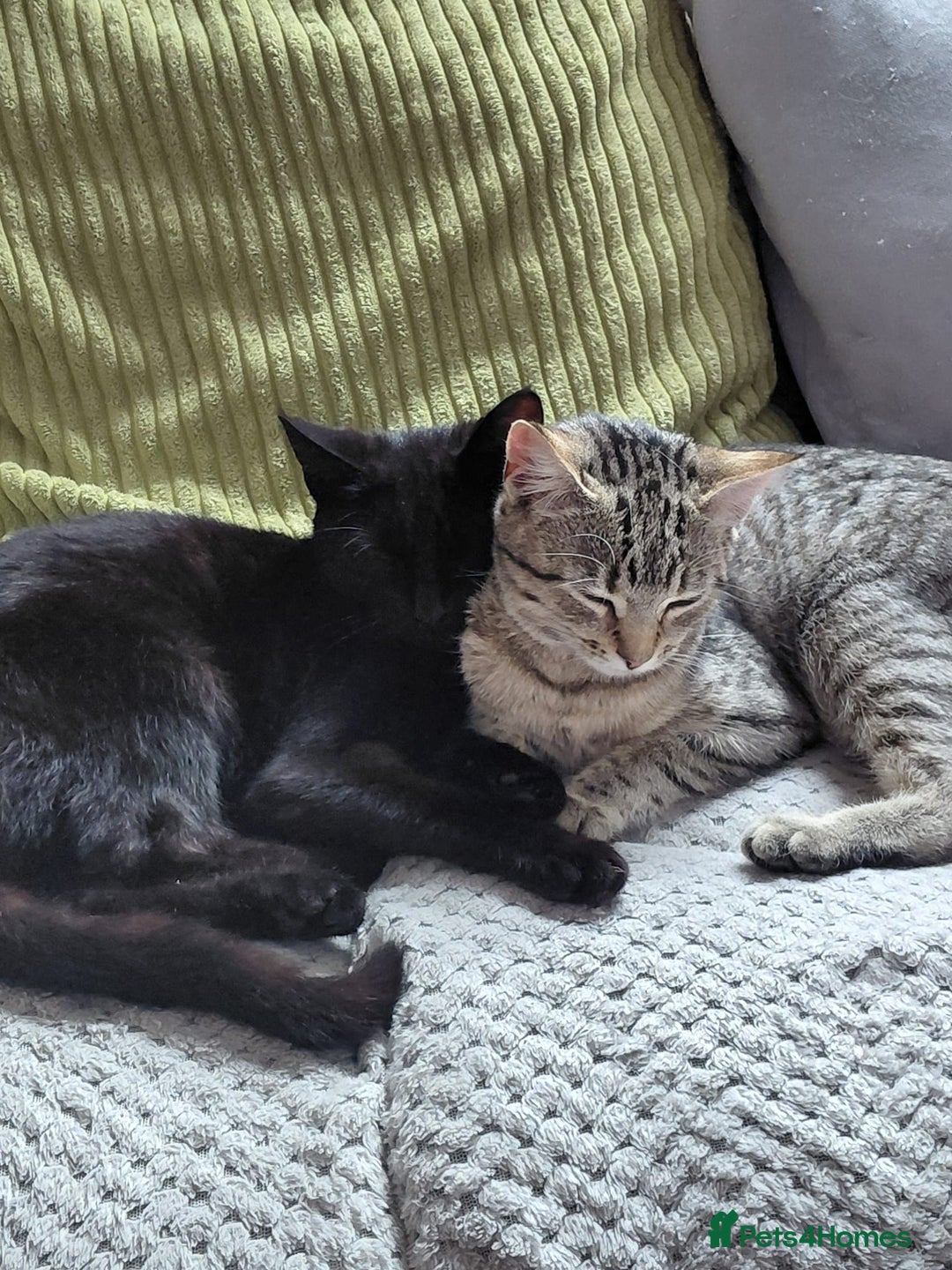 Domestic Shorthair cats for sale: 4 kittens for sale - Image 1