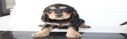 Cocker Spaniel dogs for sale: Beautiful KC Registered Show-Type Puppies - Advert 13