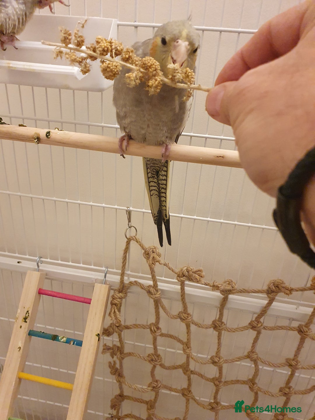 Cockatiels birds for sale: 2 Cockatiels - Hand reared - Advert 2