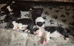 Border Collie dogs for sale: 🏡 Smart, Sweet Border Collie Pups Await You!" - Image 17