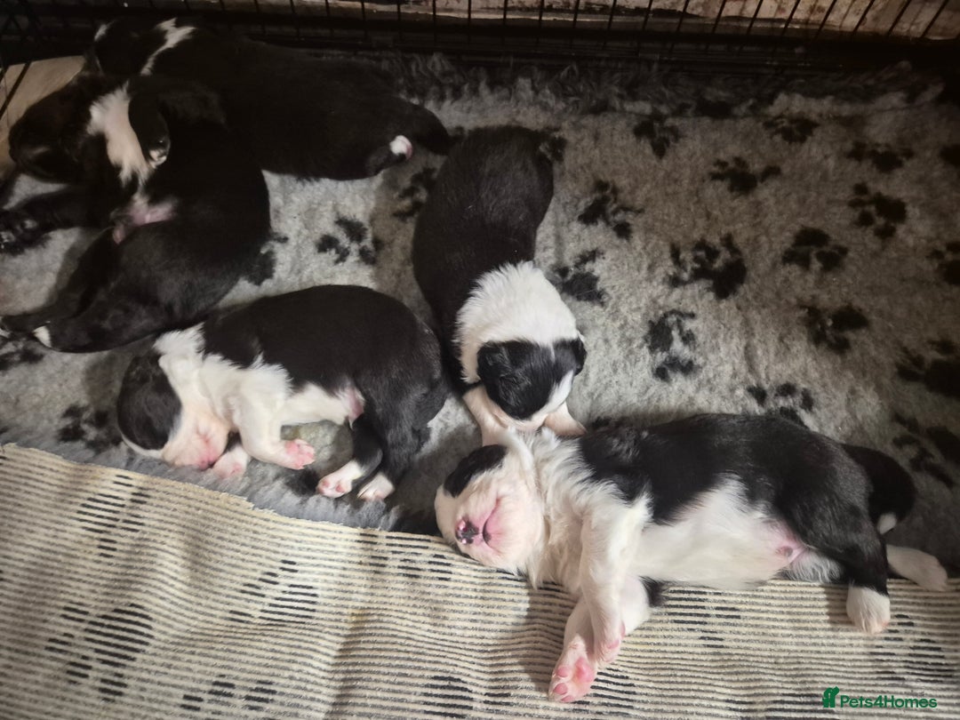 Border Collie dogs for sale: 🏡 Smart, Sweet Border Collie Pups Await You!" - Image 17