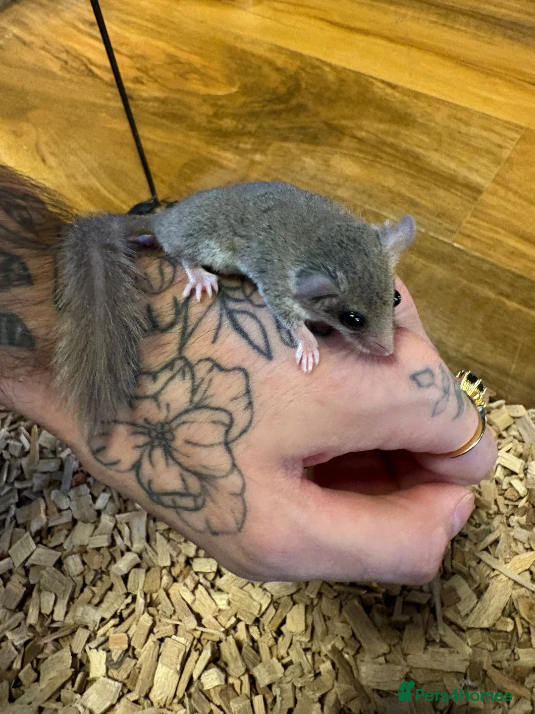 Mouse rodents for sale: 3 baby African Pygmy doormice  - Advert 7