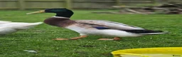 Ducks poultry for sale: Day old Ducklings in Maldon - Advert 2