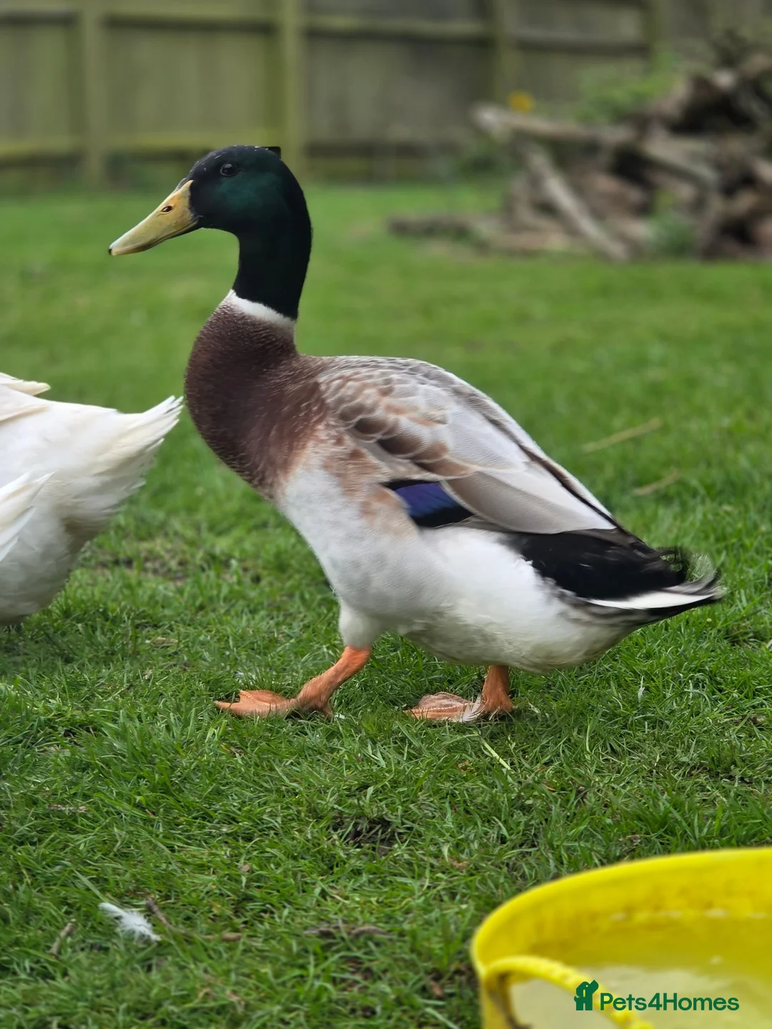 Ducks poultry for sale: Day old Ducklings in Maldon - Advert 2
