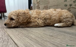 Goldendoodle dogs for sale: ⭐️⭐️READY NOW⭐️⭐️ Beautiful Goldendoodles - Image 12