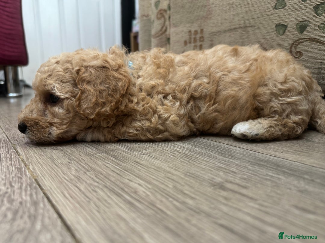 Goldendoodle dogs for sale: ⭐️⭐️READY NOW⭐️⭐️ Beautiful Goldendoodles - Image 12