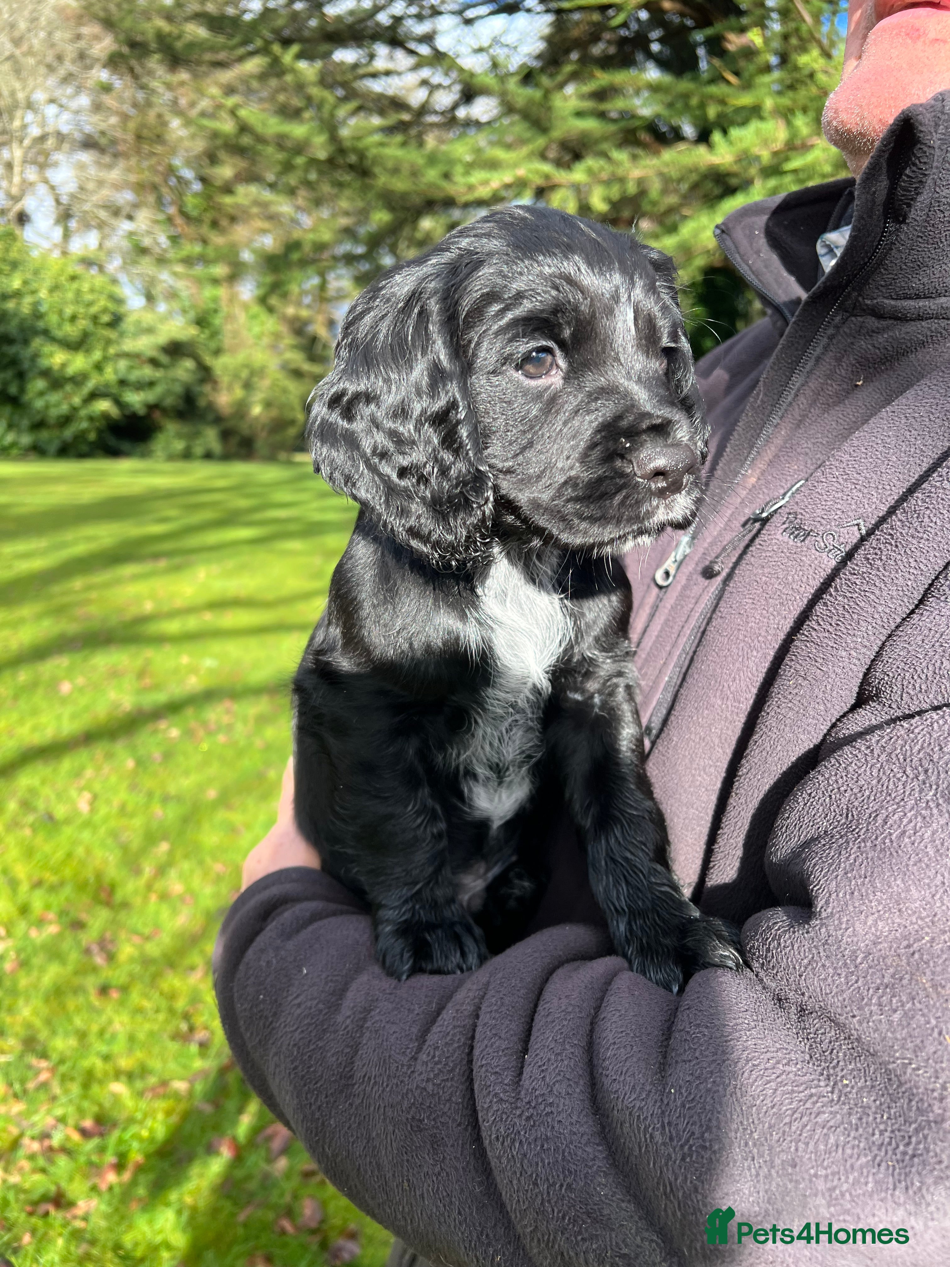 Cocker Spaniel dogs Working Cocker spaniel  - Advert 1