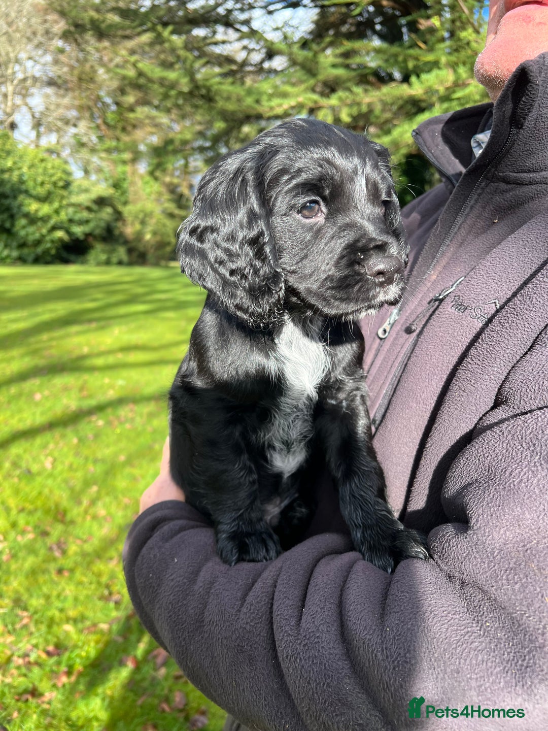 Cocker Spaniel dogs for sale: Working Cocker spaniel  - Advert 1