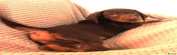 Dachshund dogs for sale: Beautiful standard dachshund litter   - Advert 13