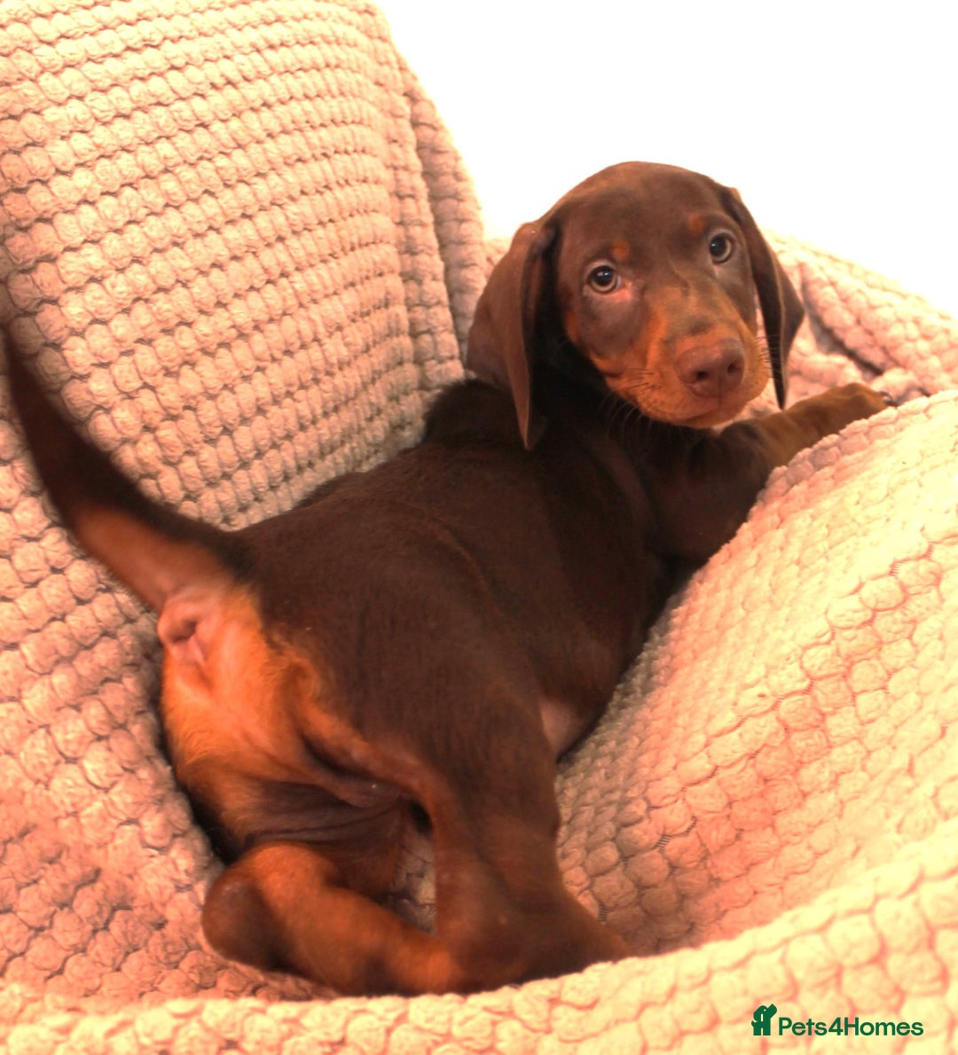 Dachshund dogs for sale: Beautiful standard dachshund litter   - Advert 13