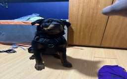 Rottweiler dogs for sale: 1 boy 5 months Rottweiler pup - Image 1