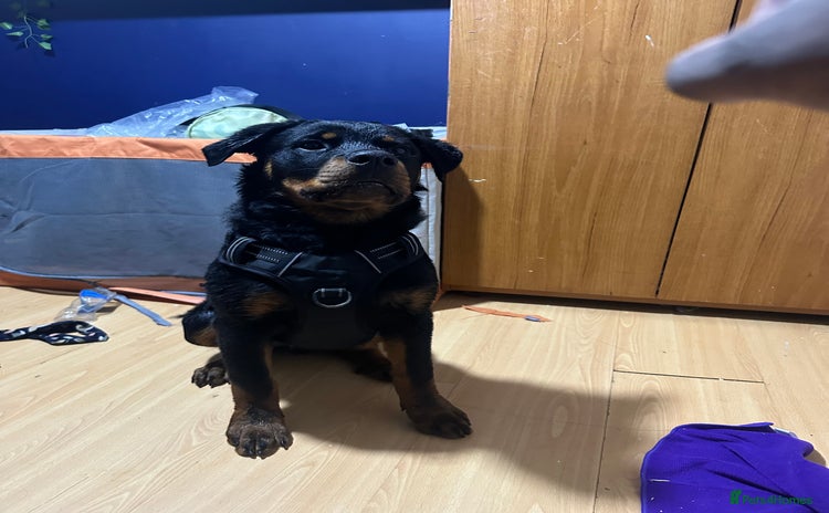 Rottweiler dogs - Advert 6