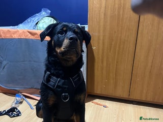 Rottweiler dogs - Advert 7