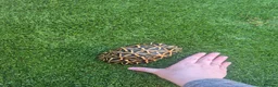 Tortoise reptiles for sale: MALE INDIAN STAR TORTOISE  in Newcastle upon Tyne - Advert 2