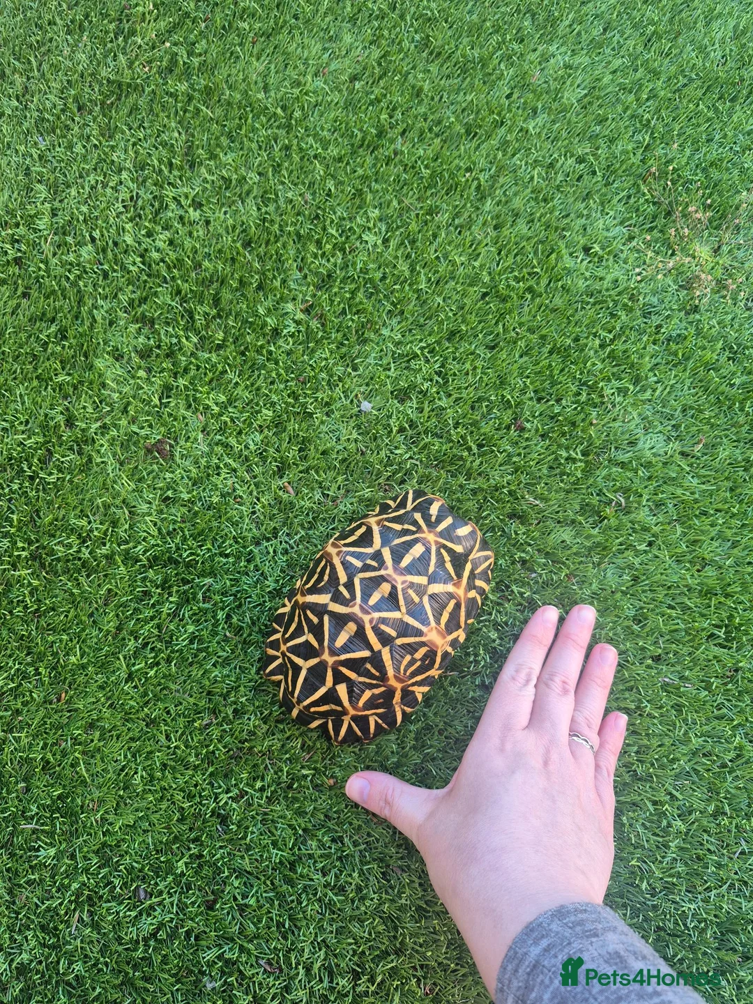 Tortoise reptiles for sale: MALE INDIAN STAR TORTOISE  in Newcastle upon Tyne - Advert 2