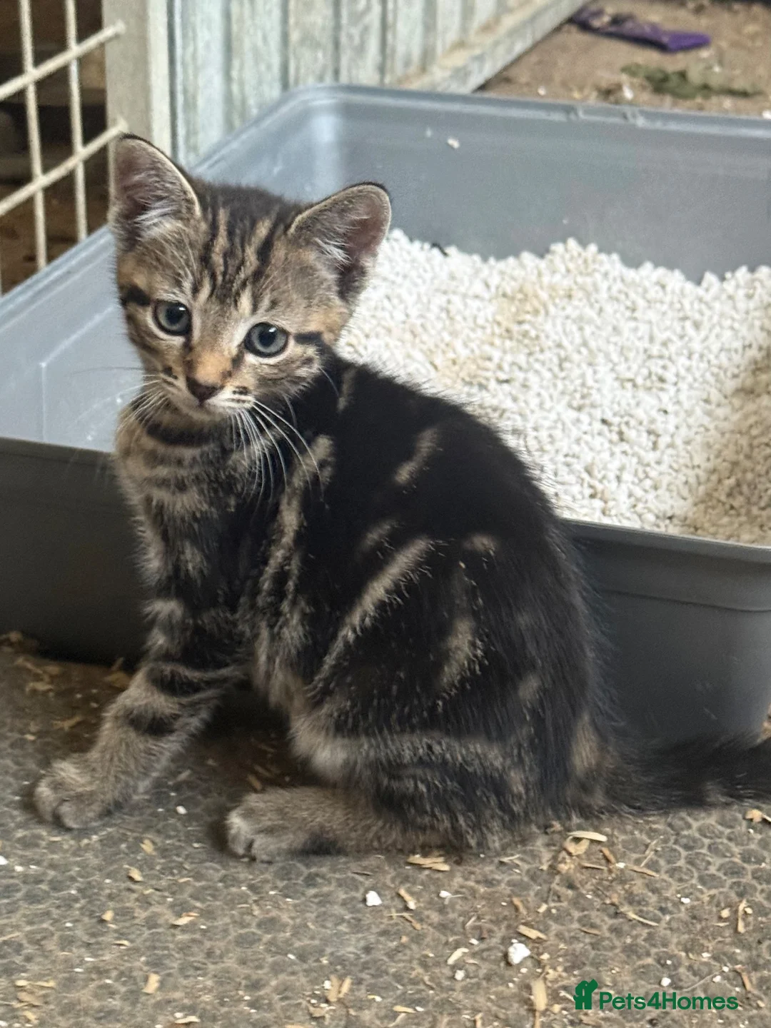 Mixed Breed cats for sale: Beautiful Kittens looking for their forever homes  - Advert 12