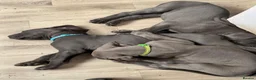 Great Dane dogs for sale: Ready to go! Blue Great Danes - 2 Girls Remaining! - Advert 2