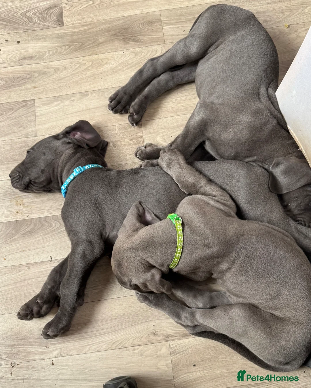 Great Dane dogs for sale: Ready to go! Blue Great Danes - 2 Girls Remaining! - Advert 2