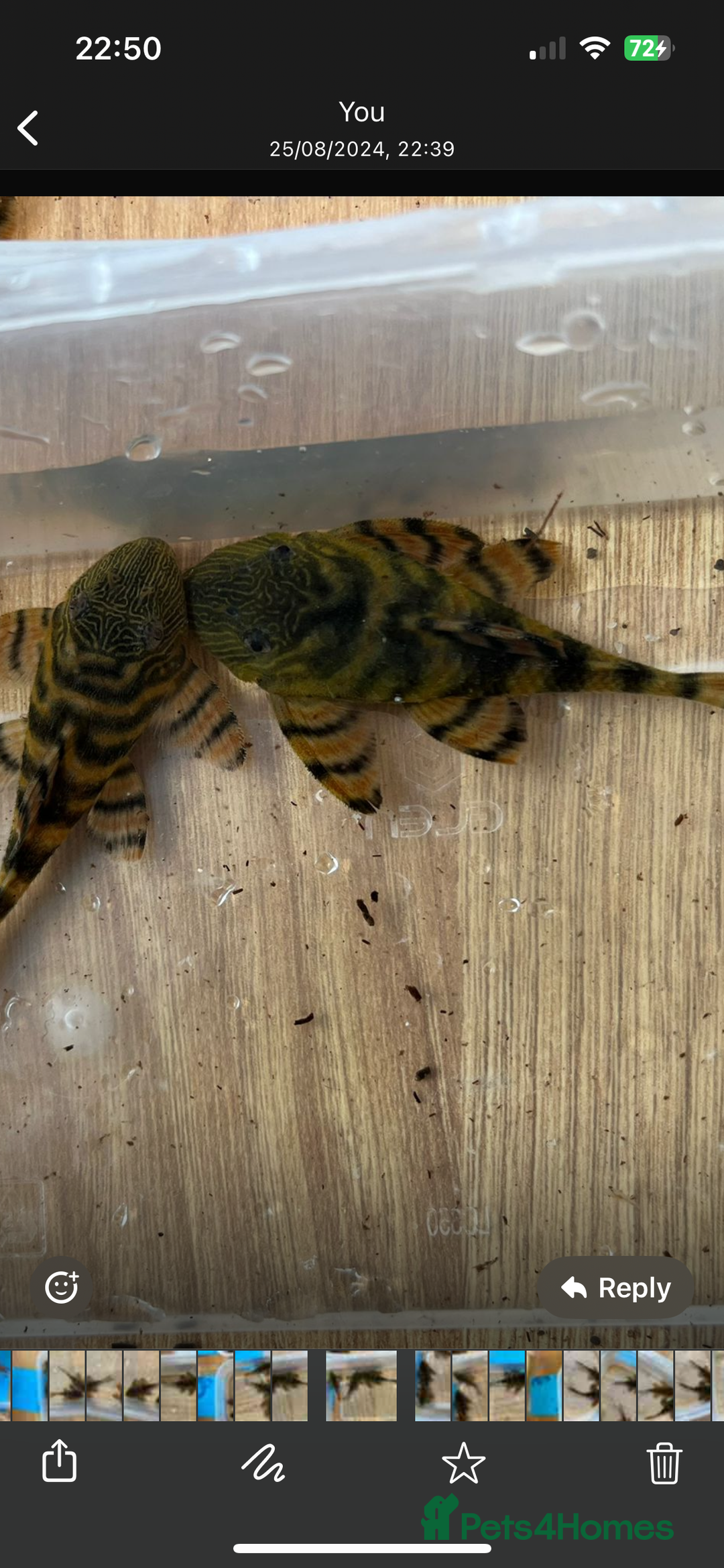 Plecos fish for sale: L397 Alenquer Tiger Plecos - Image 3