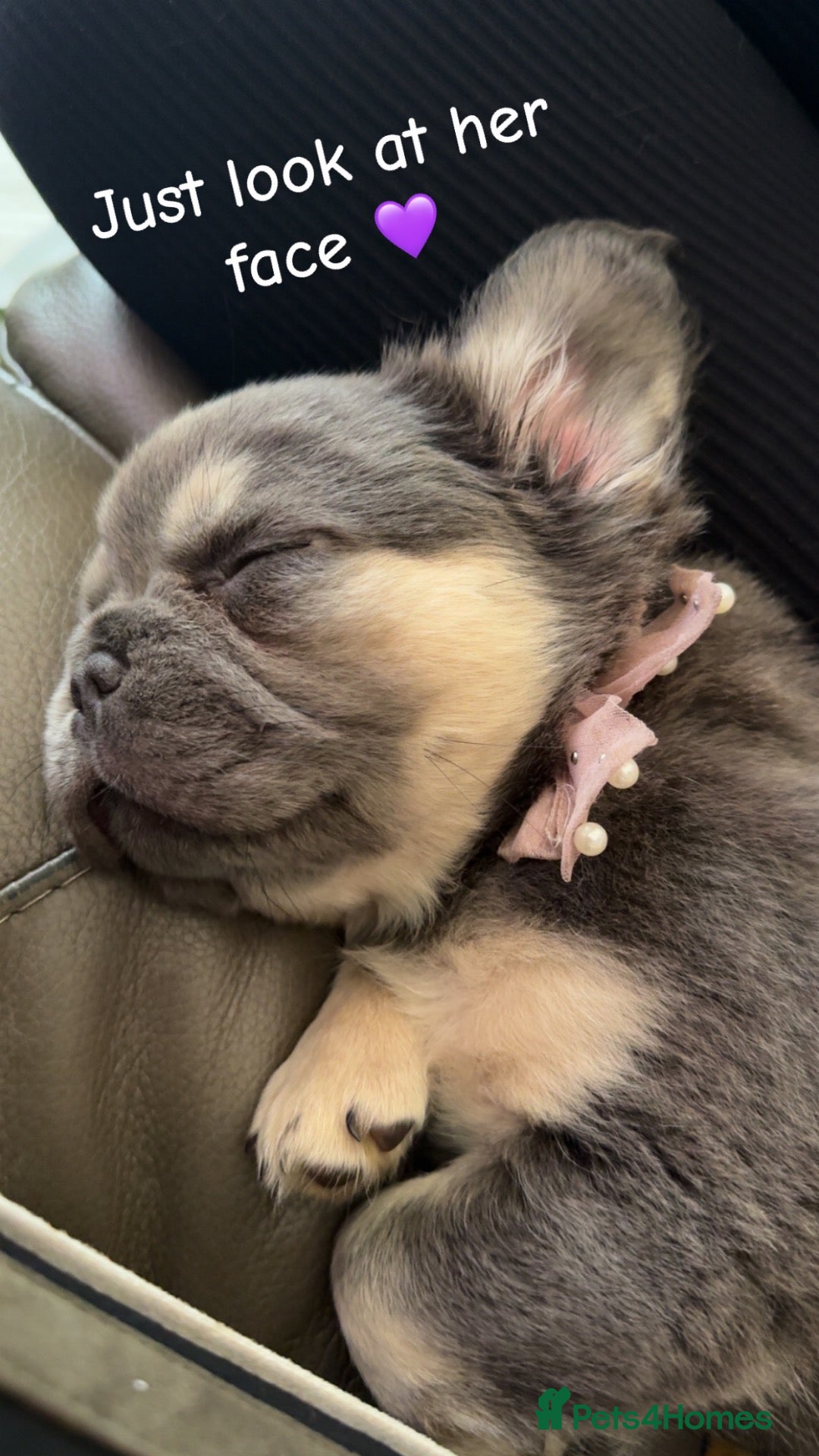 French Bulldog dogs for sale: Visual Full Fluffy Frenchie girls  - Advert 1