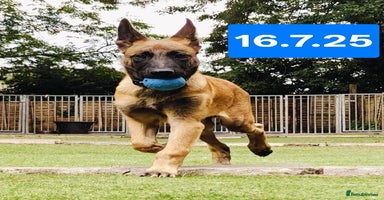Belgian Shepherd Dog dogs in Newport - Advert 15