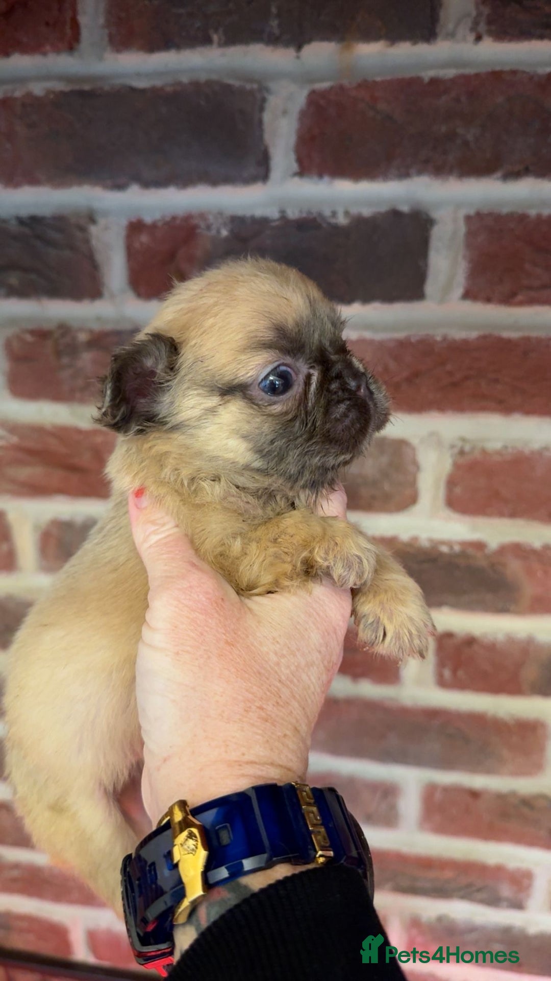 French Bulldog dogs for sale: Full fluffy French bulldogs Pink  - Advert 4