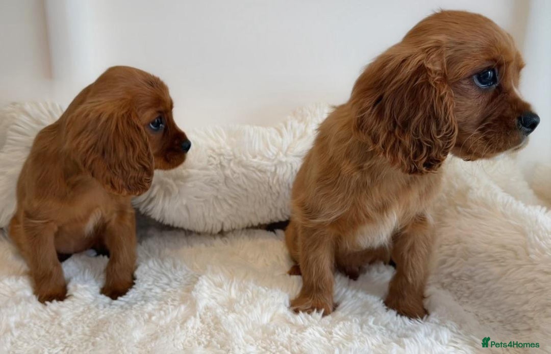 Cavalier King Charles Spaniel dogs for sale: 8 beautiful King Charles Cavalier spaniel puppies - Advert 15