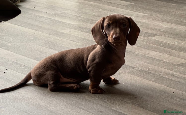 Dachshund dogs Mini smooth hair Dachshund girl chocolate snd tan  - Advert 14