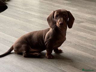 Dachshund dogs Mini smooth hair Dachshund girl chocolate snd tan - Advert 17