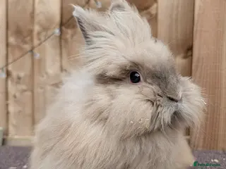 Lionhead rabbits Lionhead Female - Advert 19