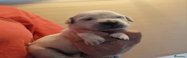 Golden Retriever 9