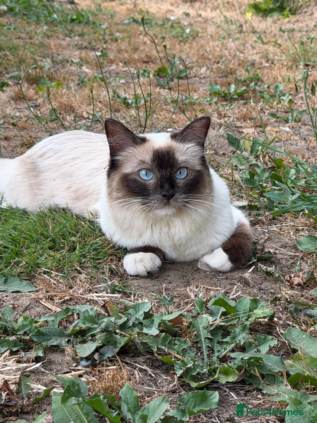 Ragdoll cats for sale: Ragdoll Girl - Advert 2