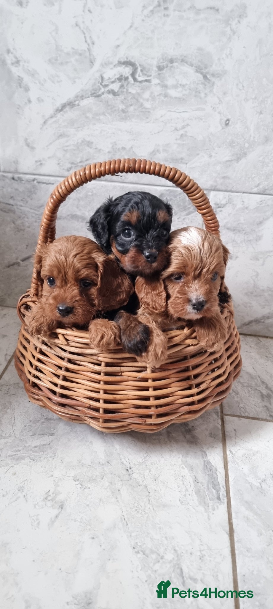 Cavapoo dogs F1 toy cavapoos - Advert 18