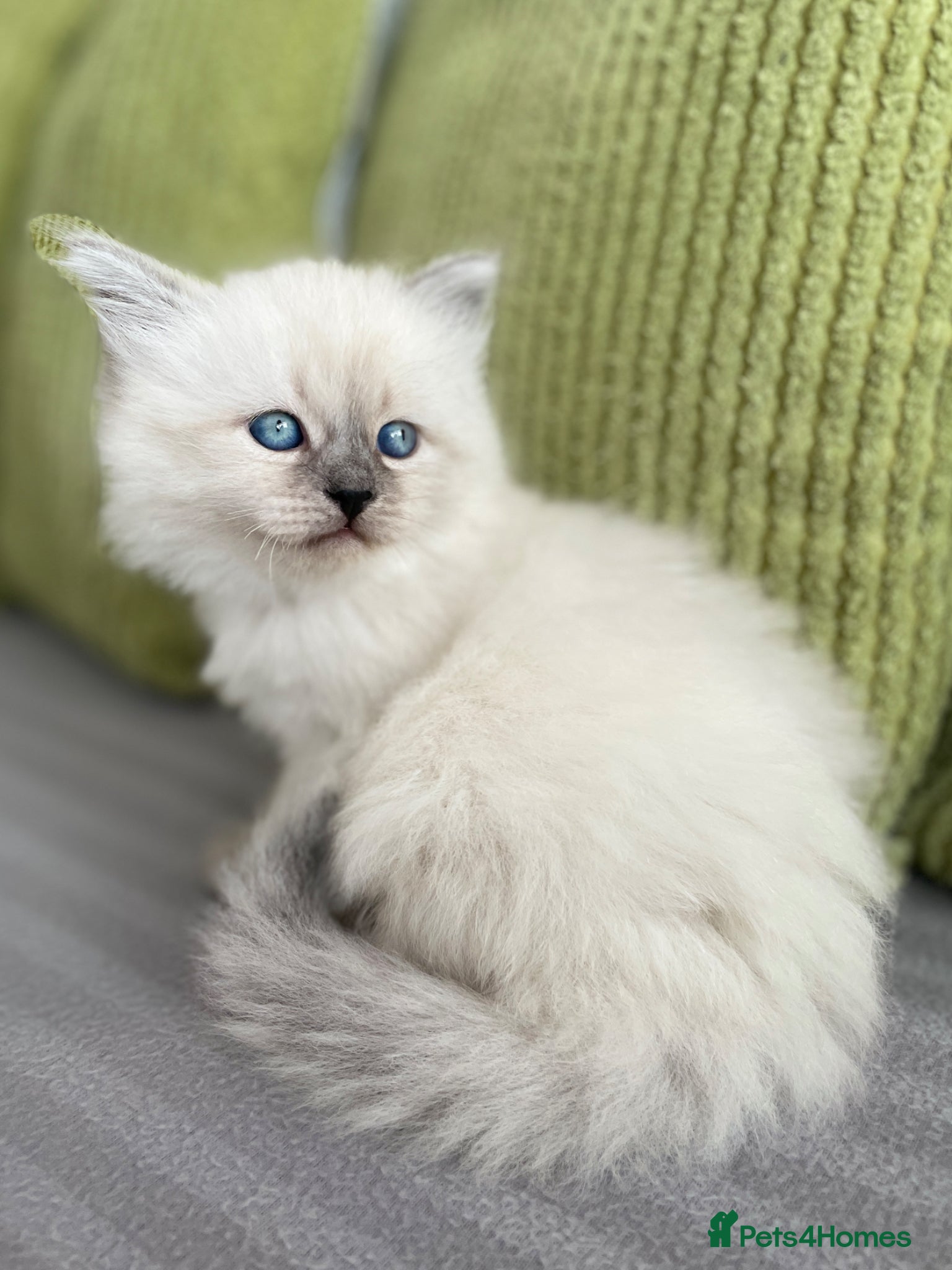 Siberian Kitten B