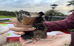 Guinea Pig rodents for sale: Beautiful multicoloured pups, ready 22nd October - Image 4
