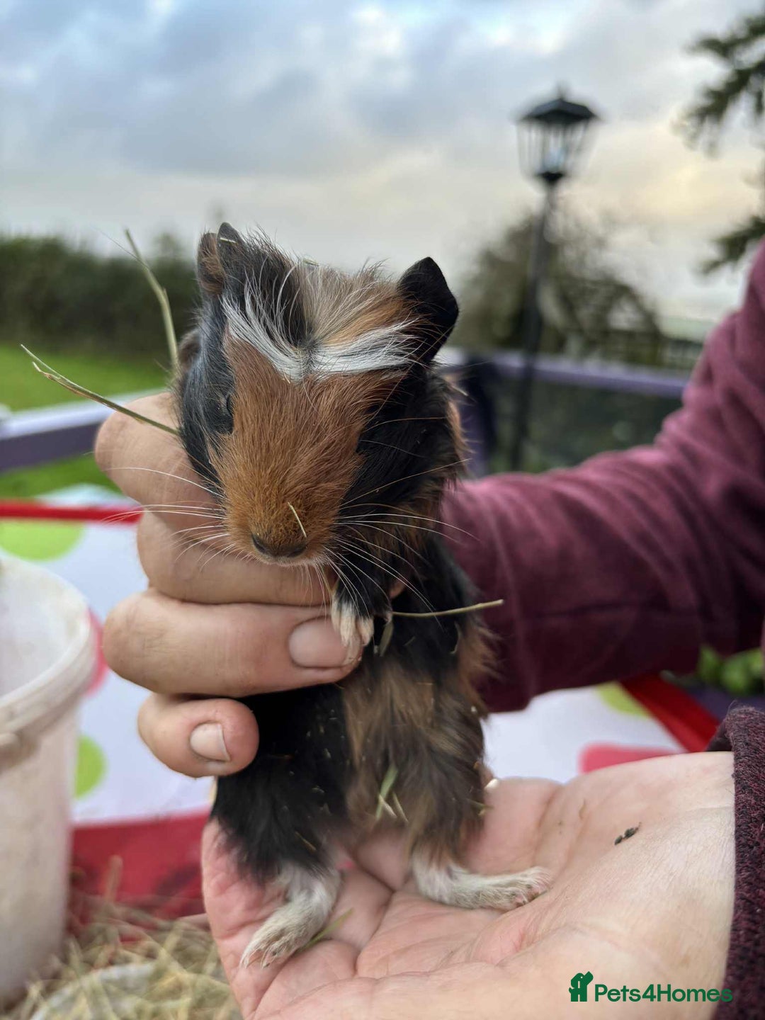Guinea Pig rodents for sale: Beautiful multicoloured pups, ready 22nd October - Image 4