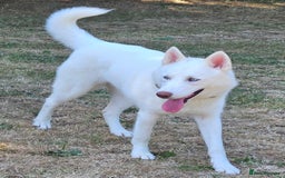 Siberian Husky dogs for sale: 10 month old white female  - Image 3