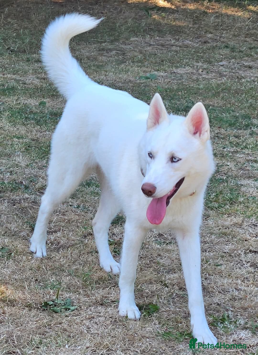 Siberian Husky dogs for sale: 10 month old white female  - Image 3