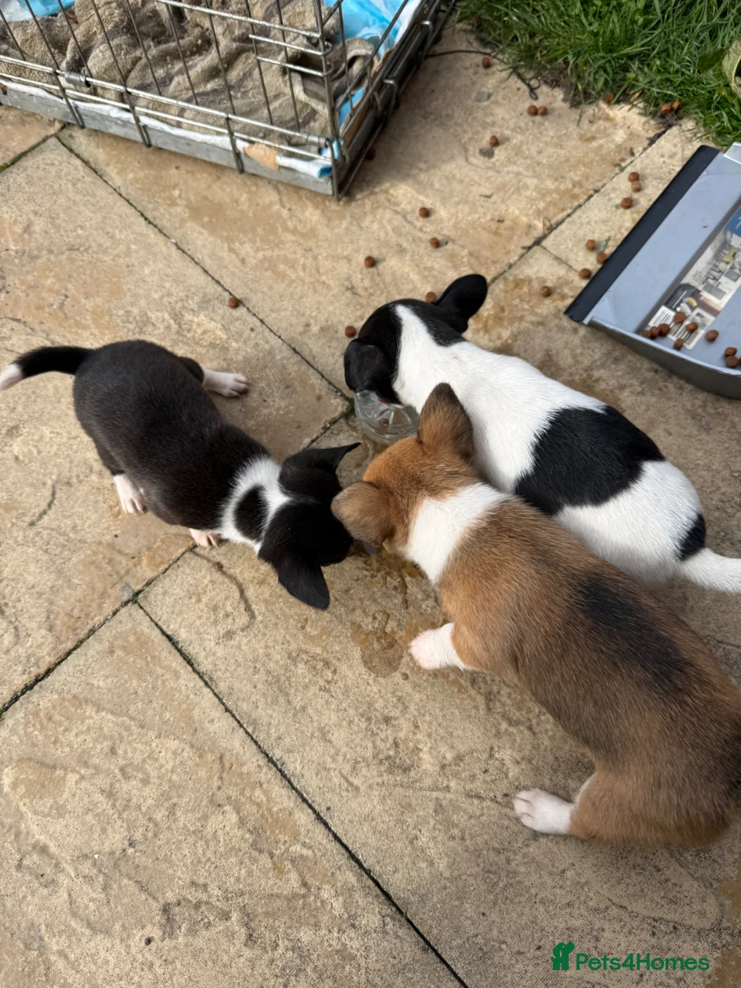Jack Chi dogs for sale: How far sale is my Three adorable jack chi  in Chester - Advert 6