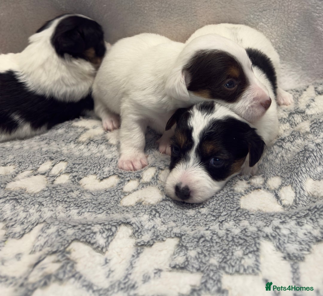 Jack Russell dogs for sale: Bred From Health Tested Parents - Advert 22
