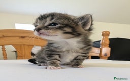 Mixed Breed cats for sale: Mixed Breed in Skipton - Image 9