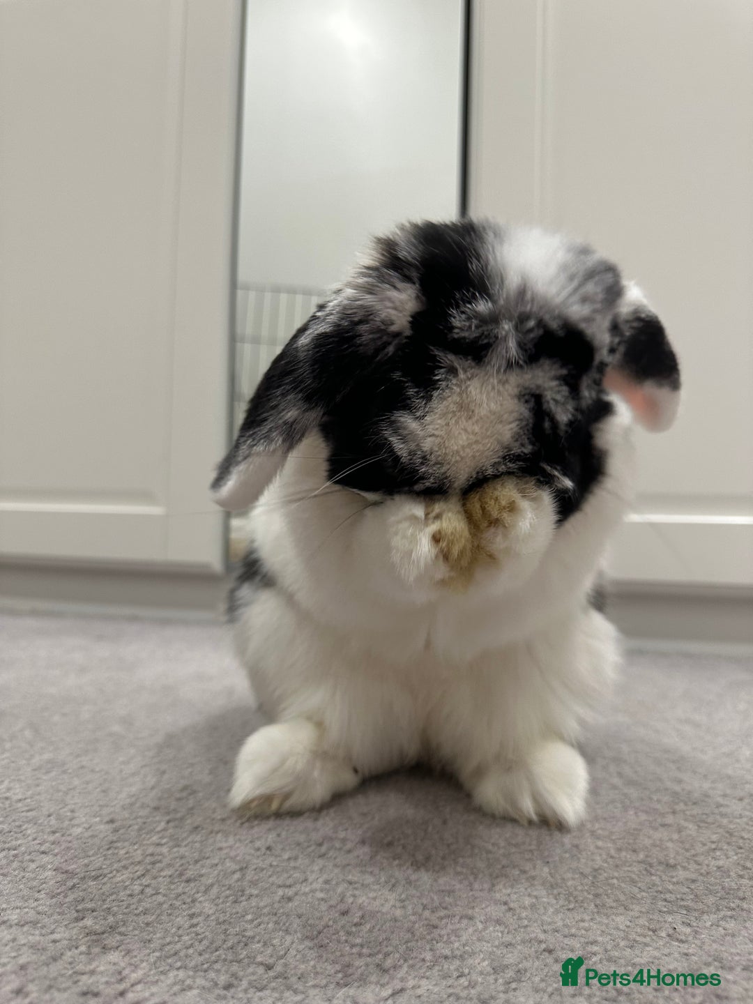 Mini Lop rabbits for sale: Selling a mini lop called Mello - Image 3